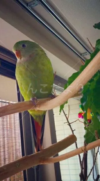 コメントの画像