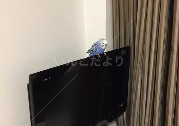 コメントの画像