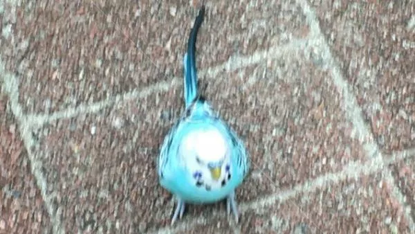 コメントの画像