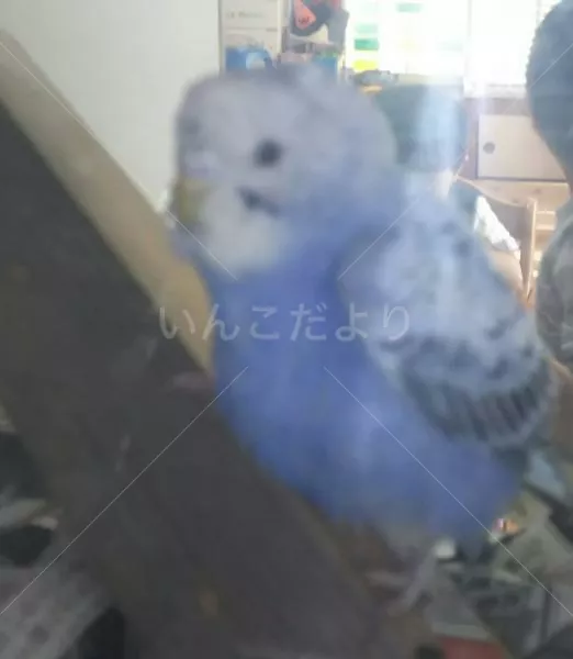 コメントの画像