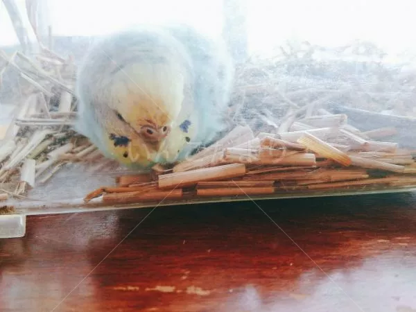 コメントの画像