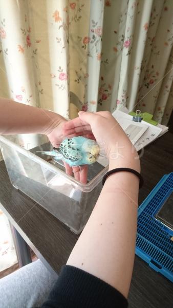 コメントの画像