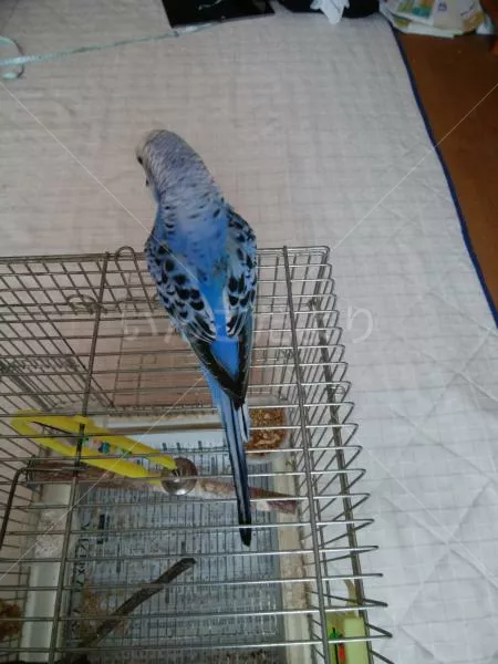 コメントの画像