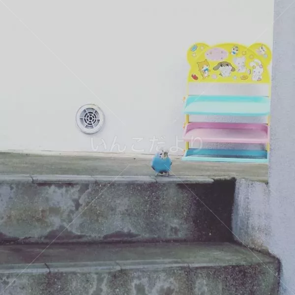 コメントの画像