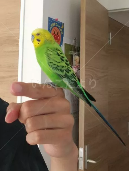 コメントの画像