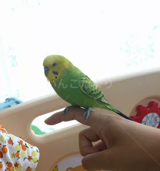 コメントの画像