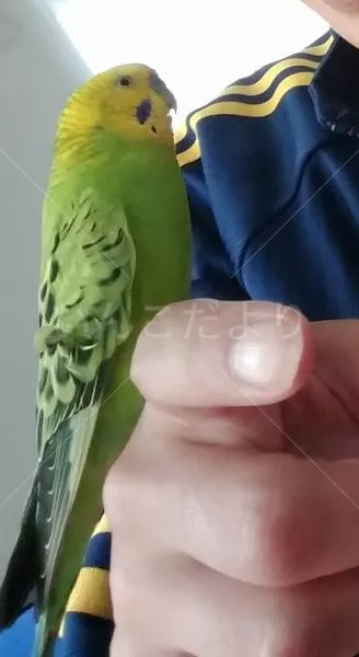 コメントの画像