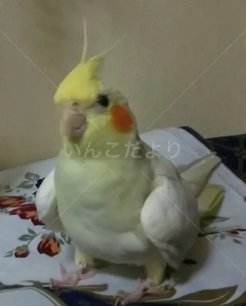 コメントの画像