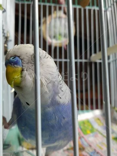 コメントの画像