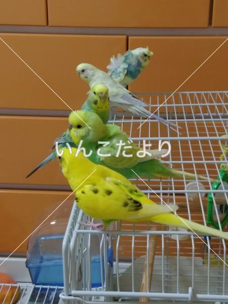 コメントの画像