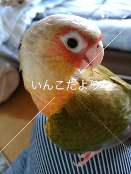 コメントの画像