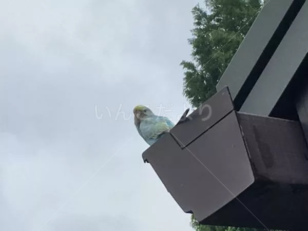 コメントの画像