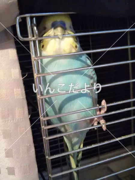 コメントの画像