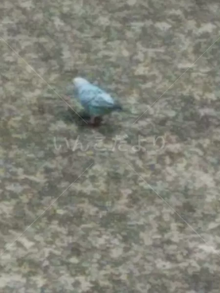 コメントの画像