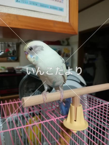 コメントの画像