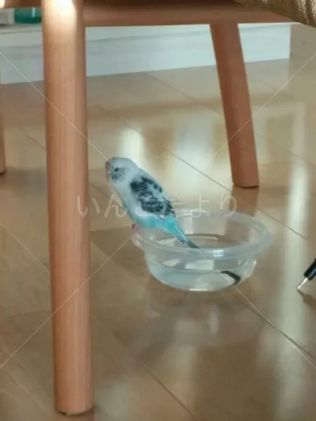 コメントの画像