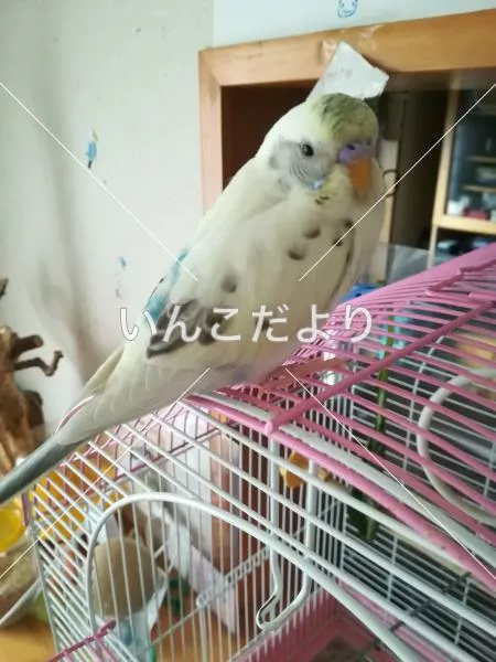 コメントの画像