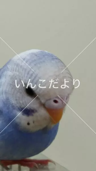 コメントの画像