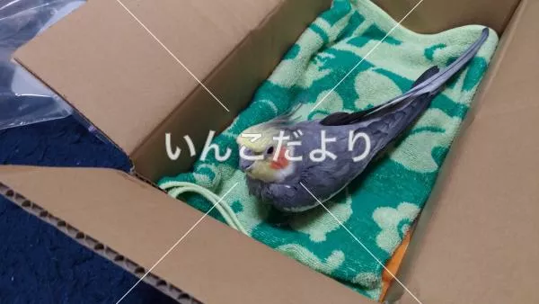 コメントの画像