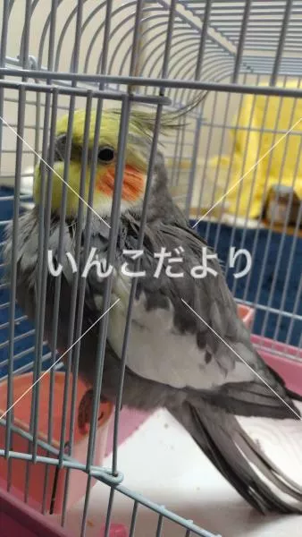 コメントの画像