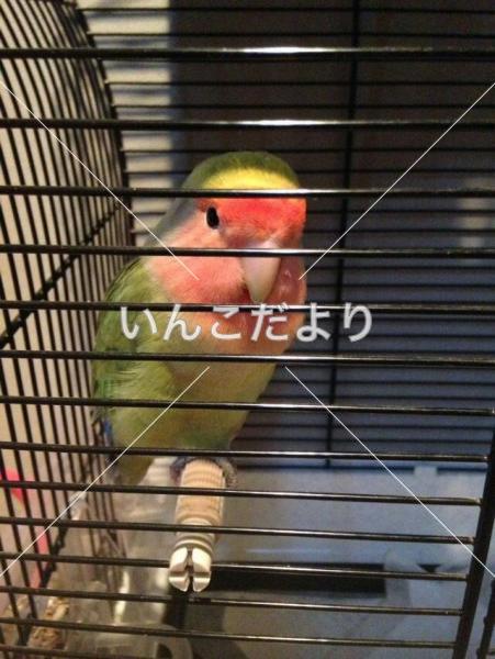 コメントの画像