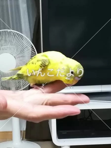 コメントの画像