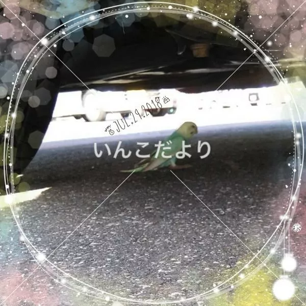 コメントの画像