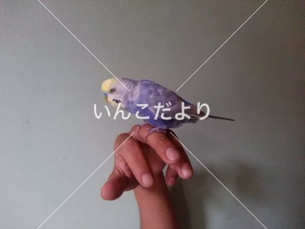 コメントの画像