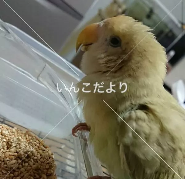 コメントの画像