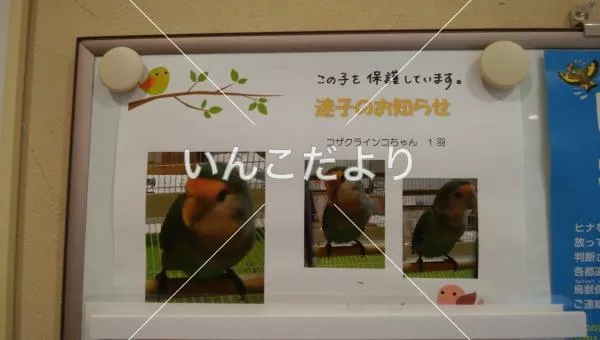 コメントの画像