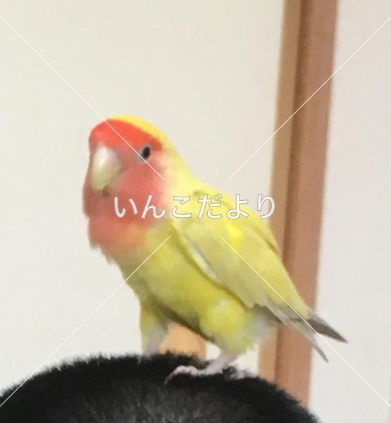 コメントの画像