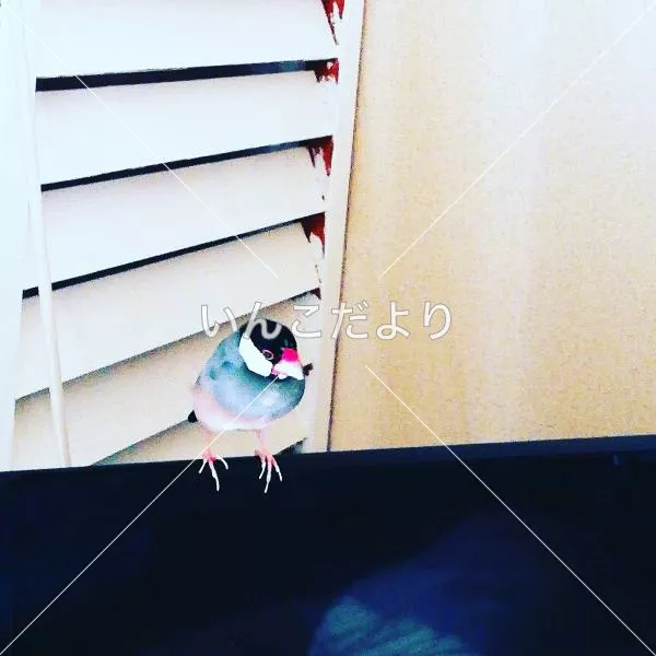 コメントの画像