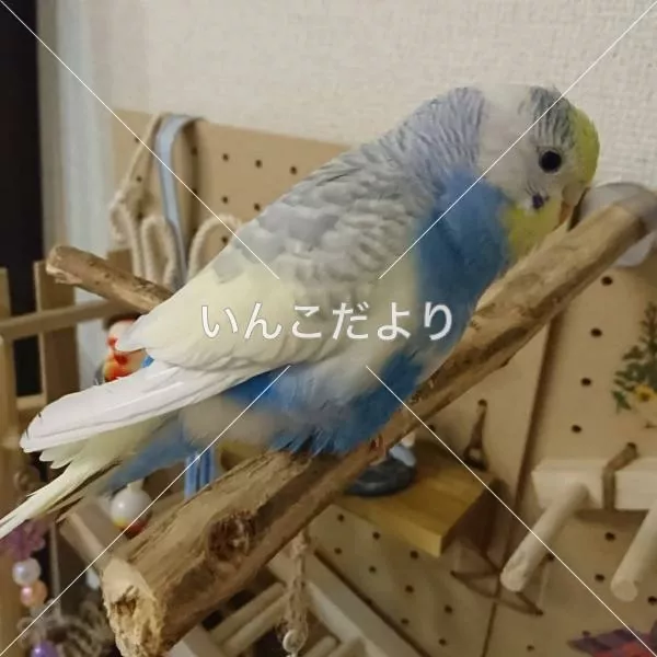 コメントの画像