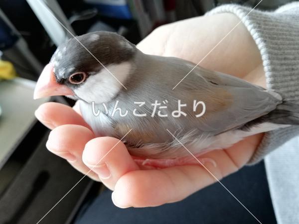 コメントの画像
