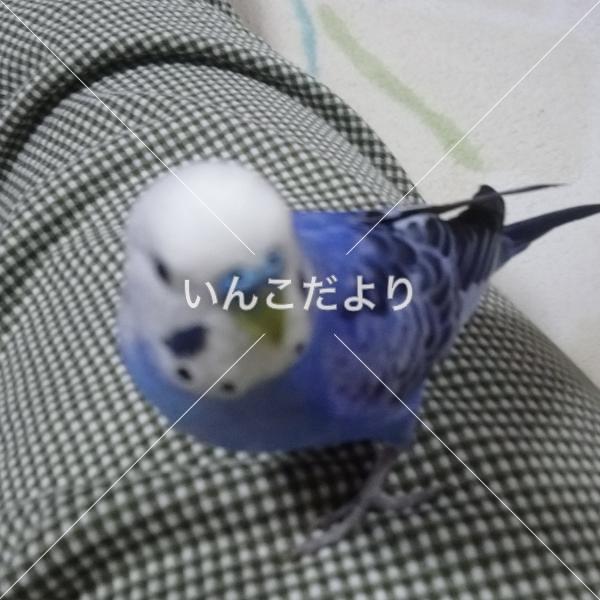 コメントの画像