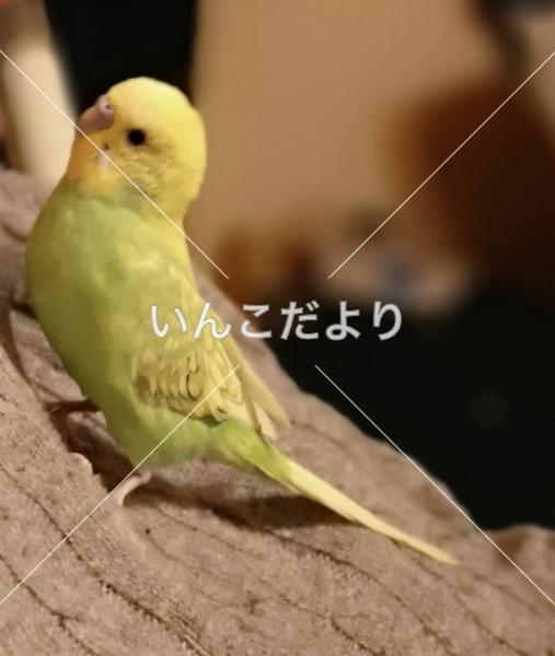 コメントの画像
