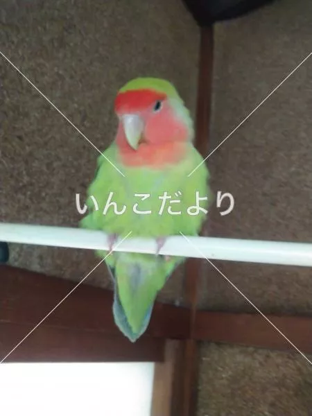 コメントの画像