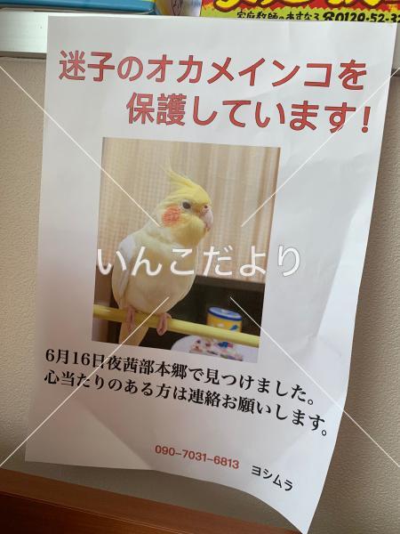 コメントの画像