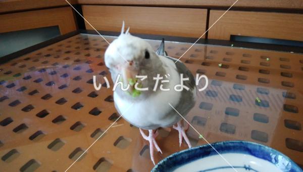 コメントの画像