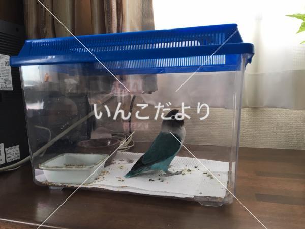 コメントの画像