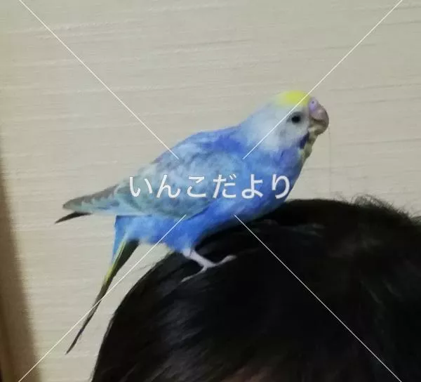 コメントの画像