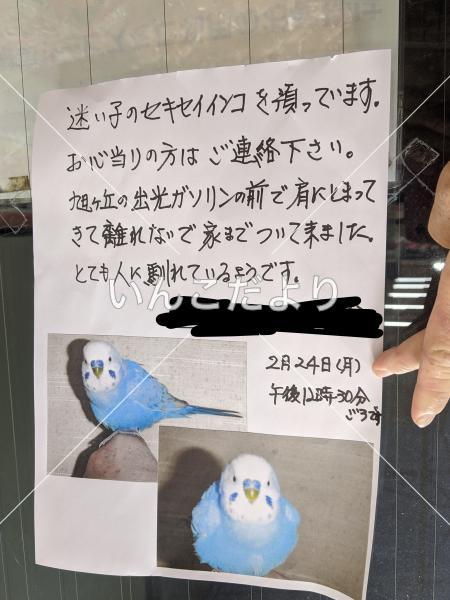 コメントの画像