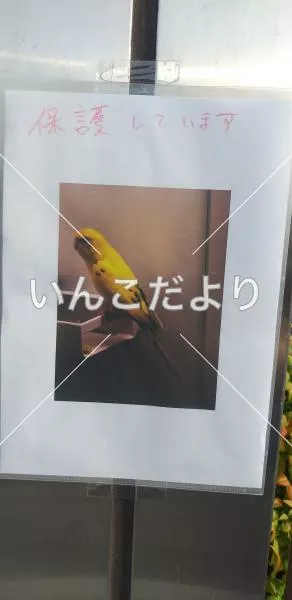 コメントの画像