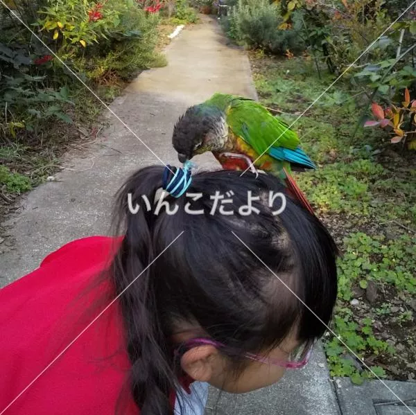 コメントの画像