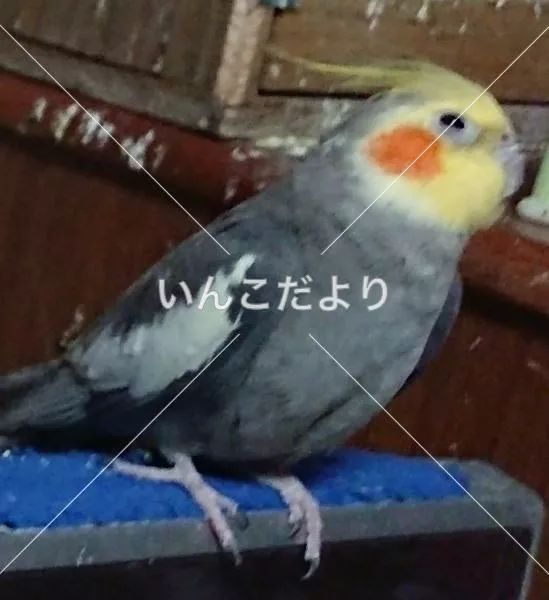 コメントの画像