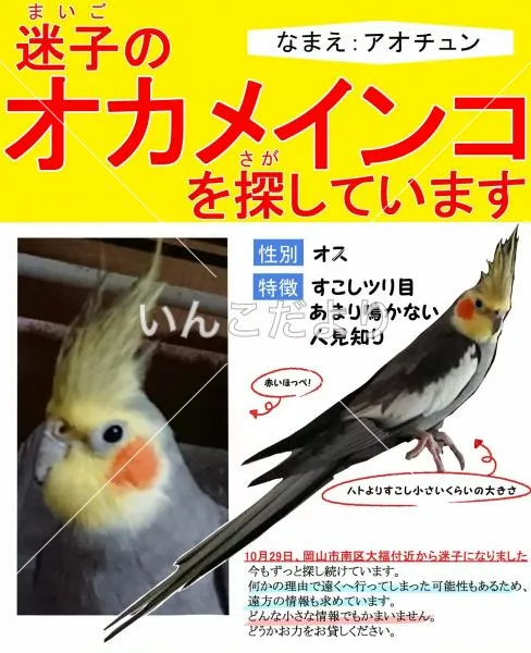 コメントの画像