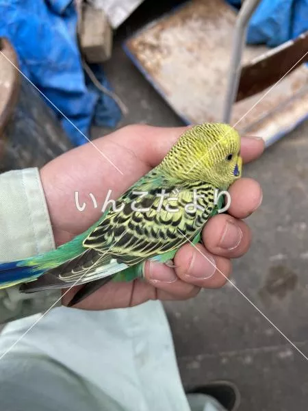 コメントの画像