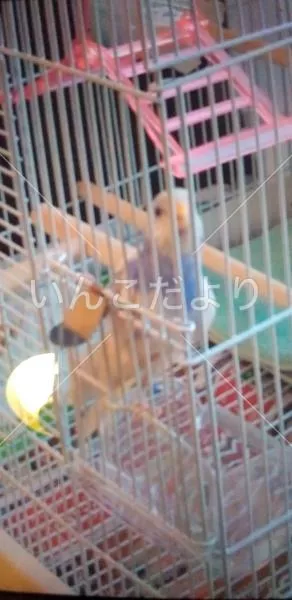 コメントの画像