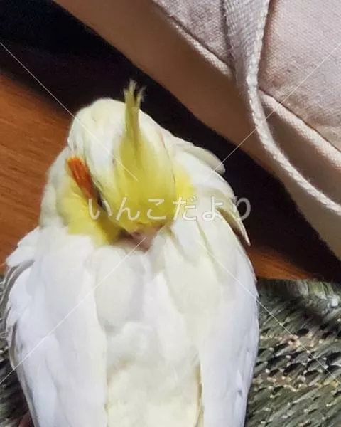 コメントの画像