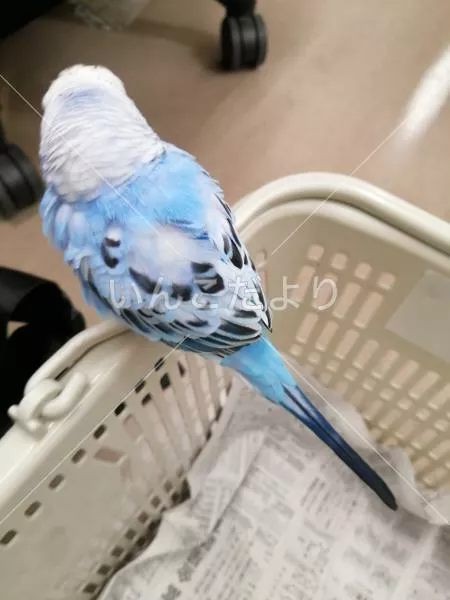 コメントの画像